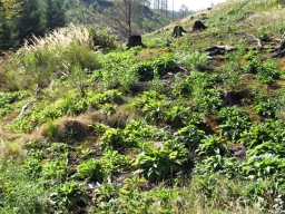 Plants